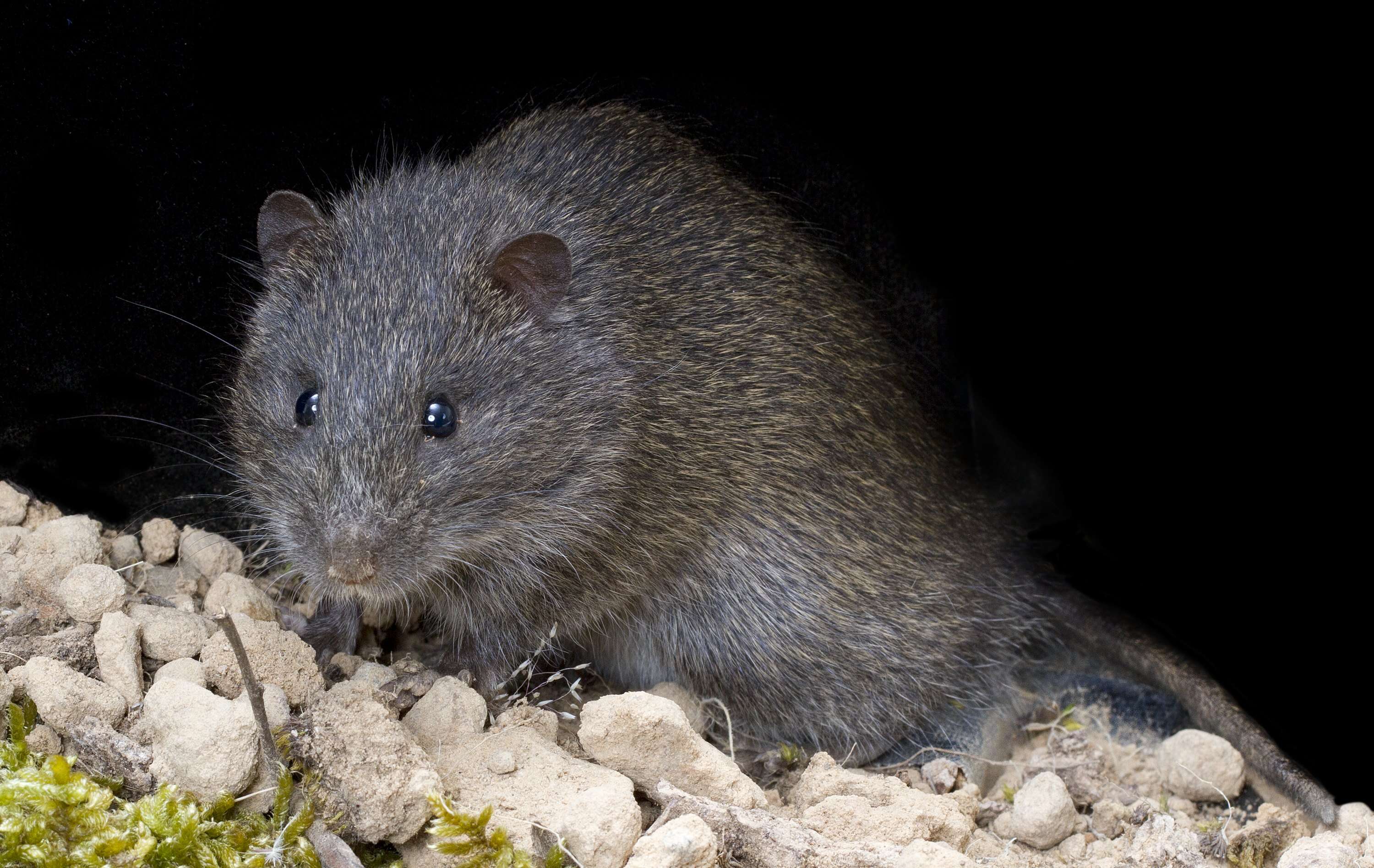 Image of Australian Swamp Rat