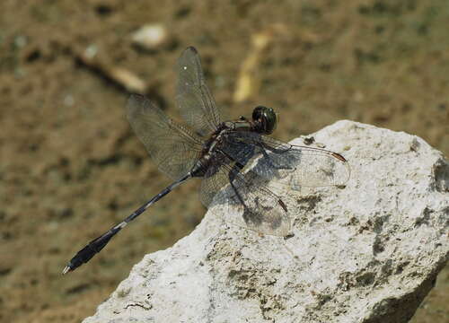 Image of Slender Skimmer