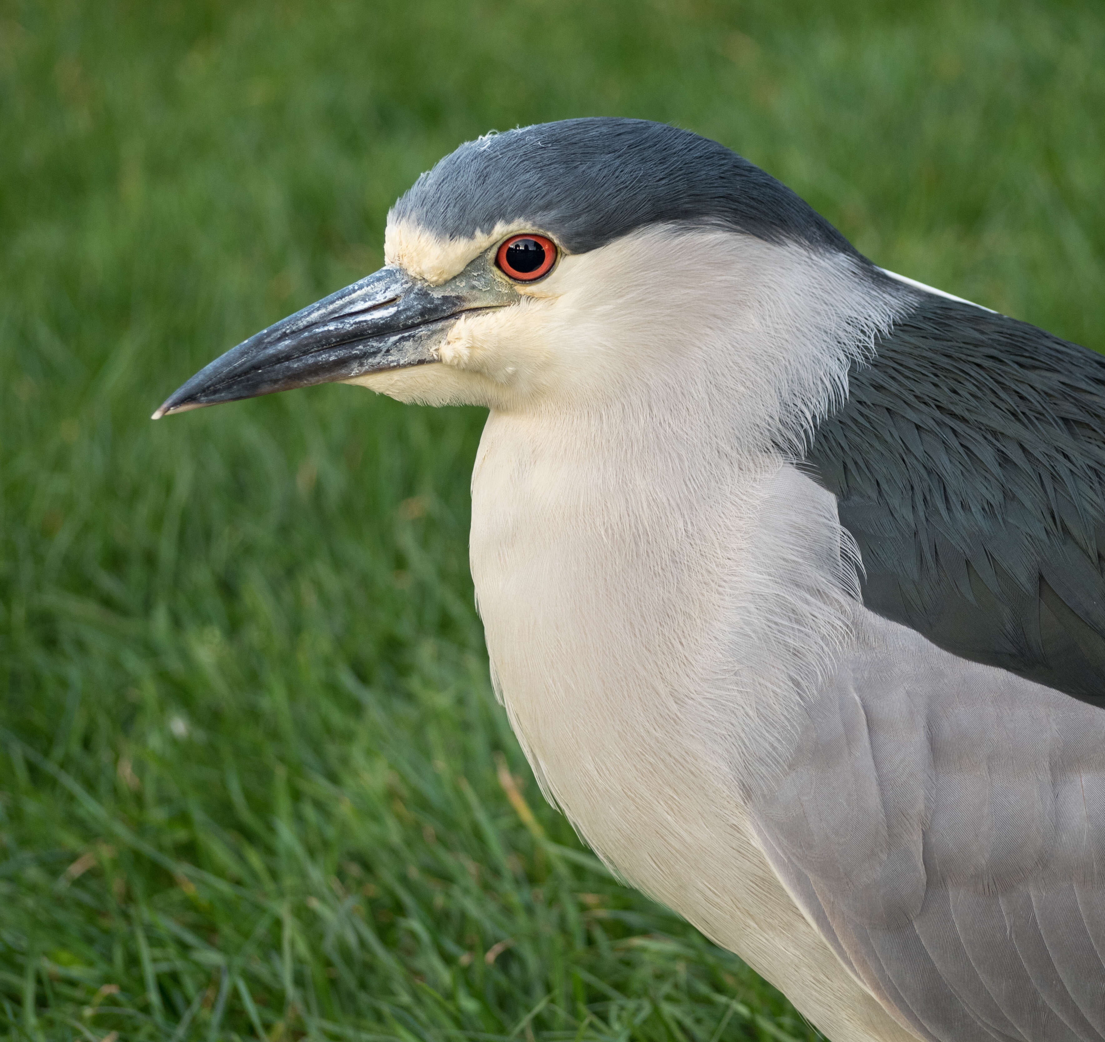 Image of Night Herons