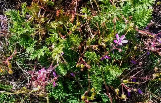 Image of Common Stork's-bill