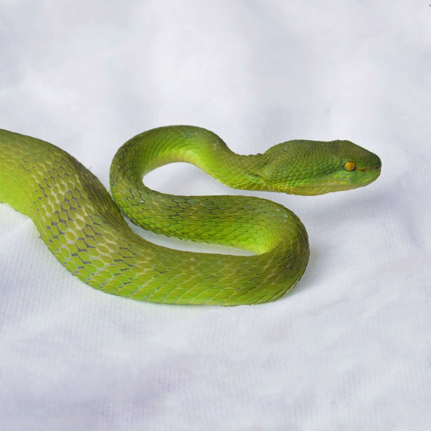 Слика од Trimeresurus albolabris Gray 1842