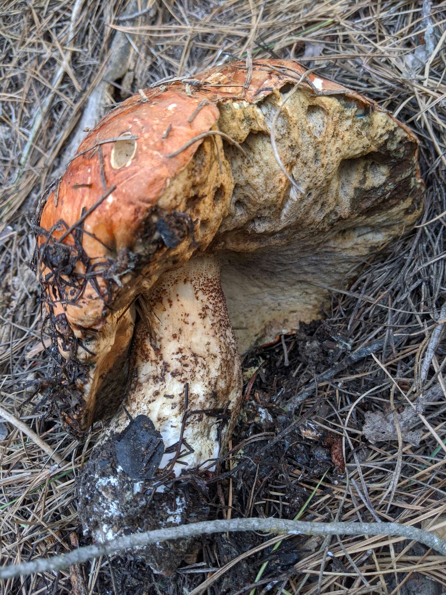 Image of Leccinum manzanitae Thiers 1971