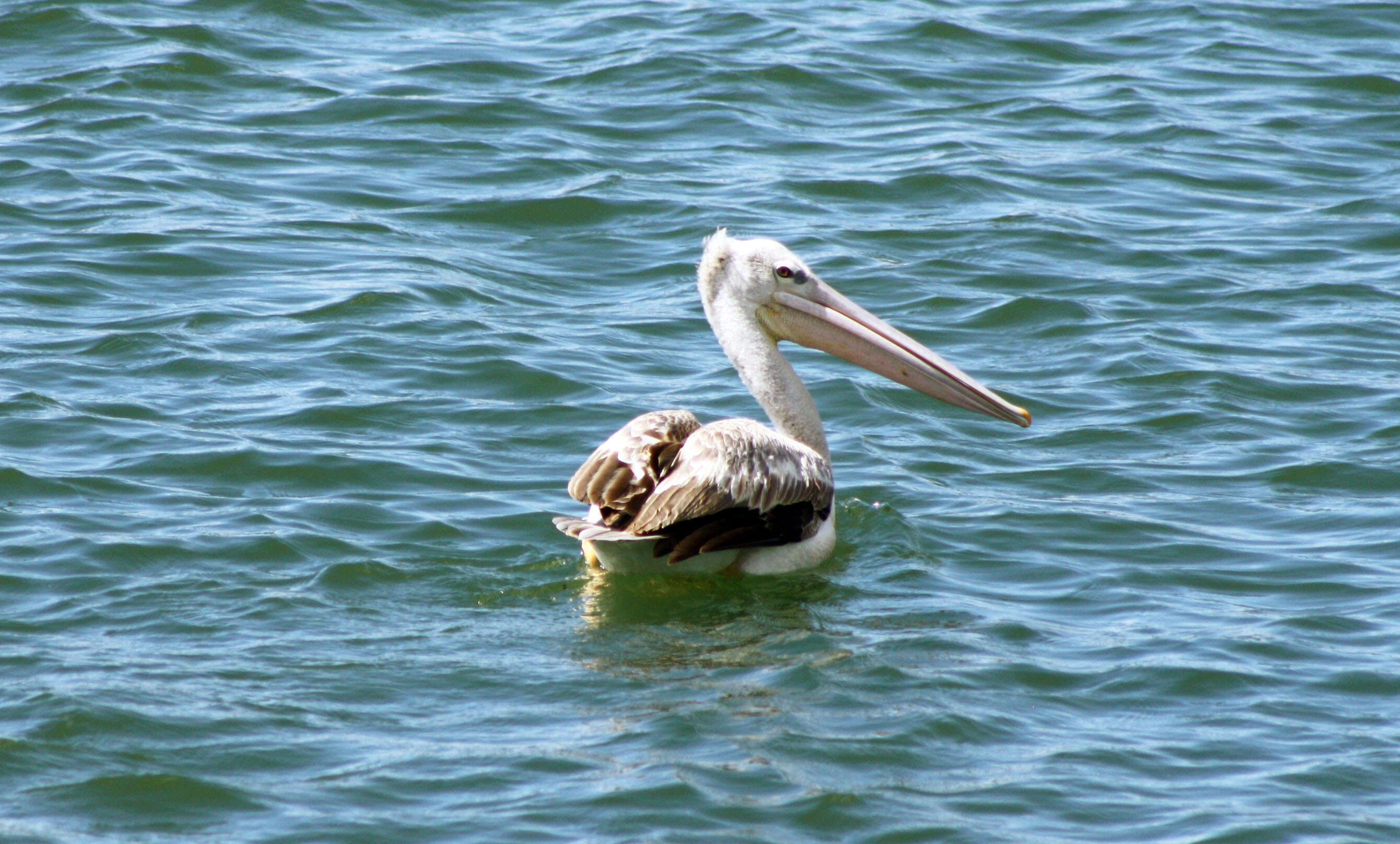 Image of Pink-backed Pelican