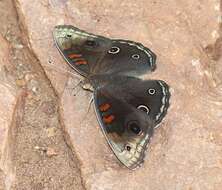 Image of Junonia nigrosuffusa Barnes & McDunnough 1916