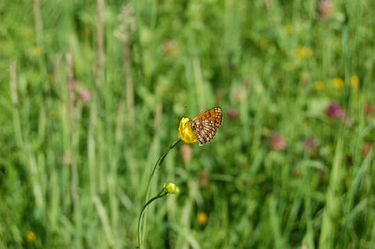 Image of Melitaea athalia