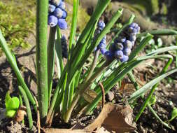 Imagem de Muscari armeniacum H. J. Veitch