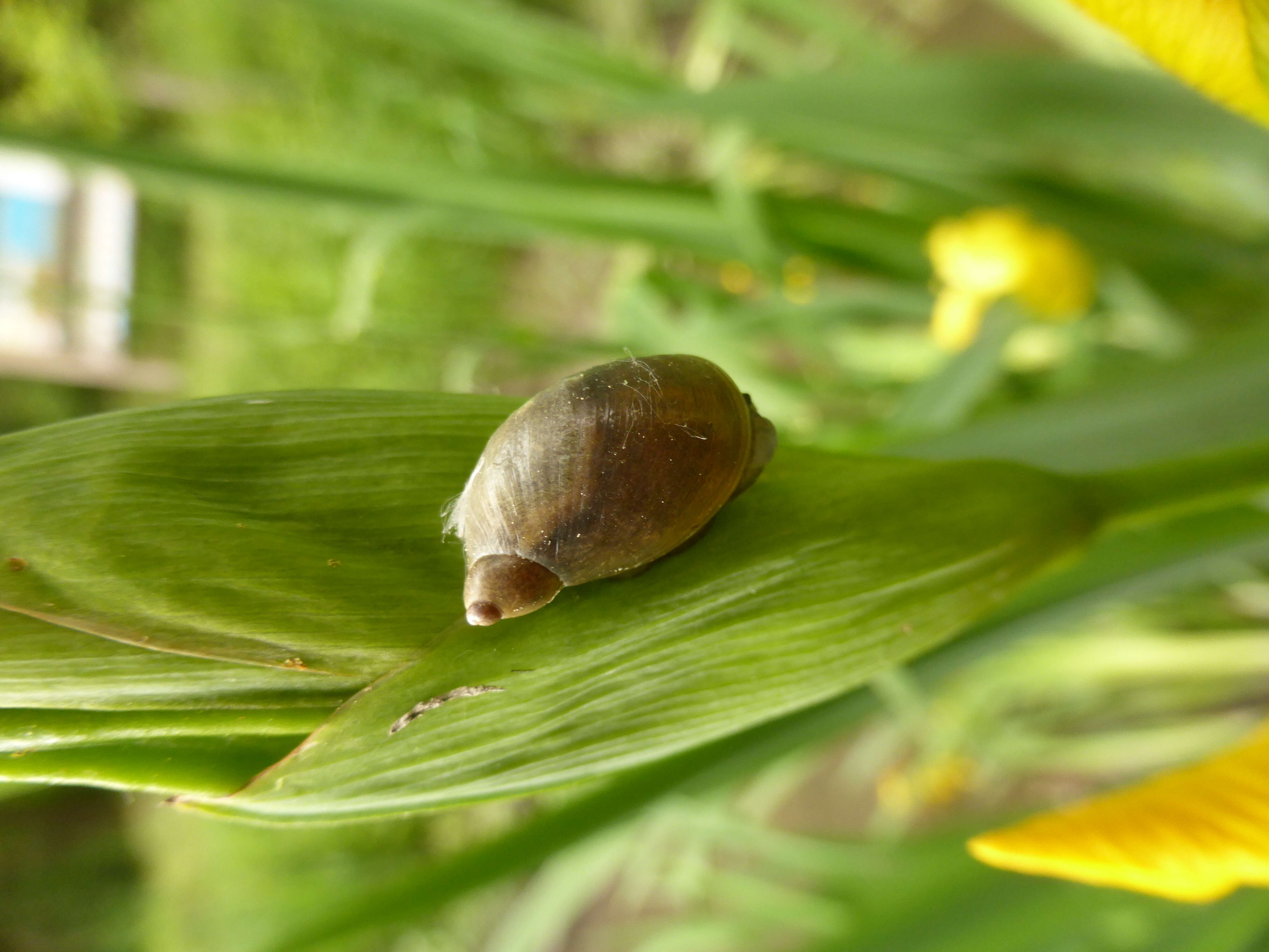 Image of Great Pond Snail