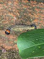 Image of Radcliffe's Dagger-moth