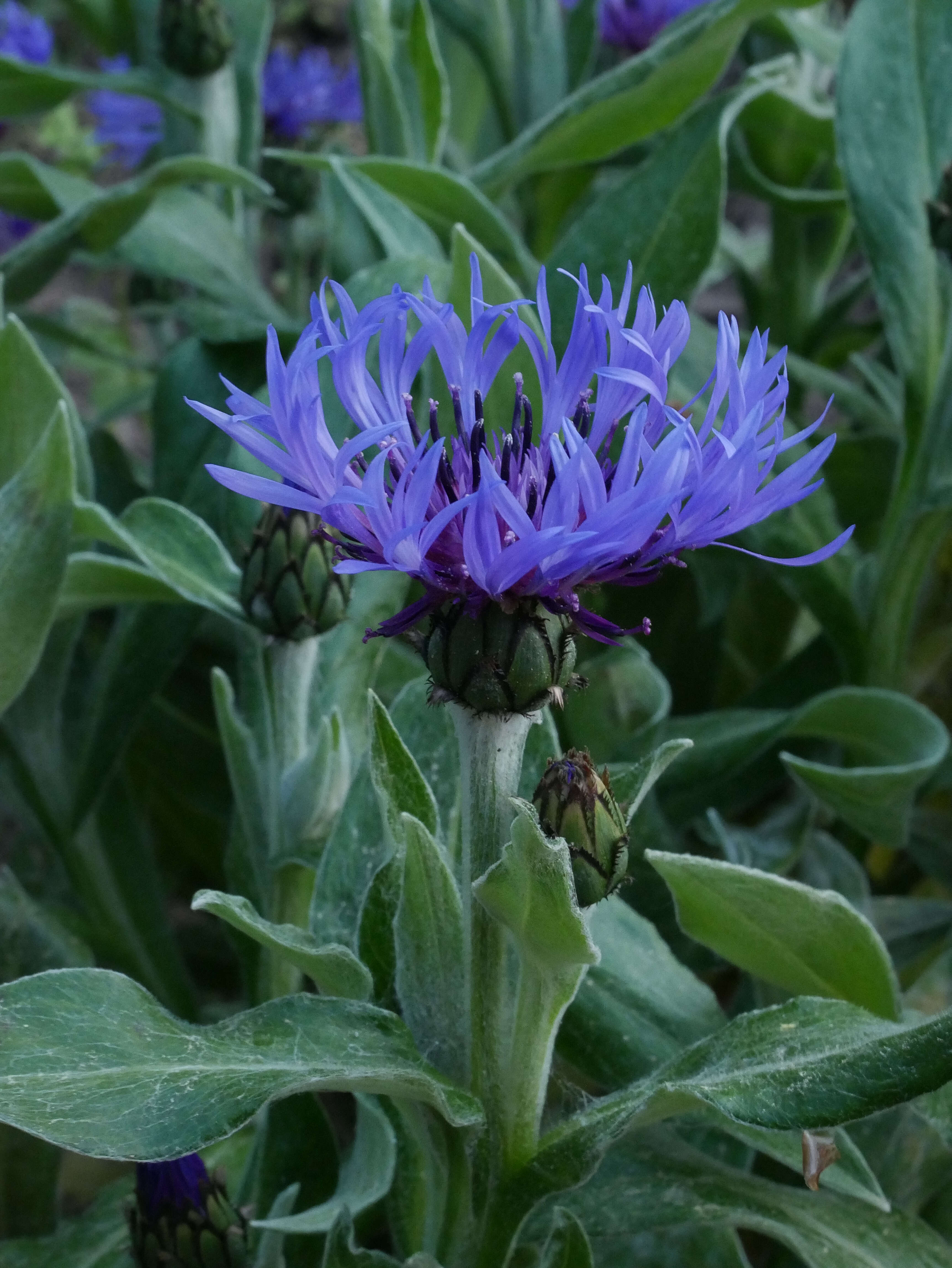 Image of perennial cornflower