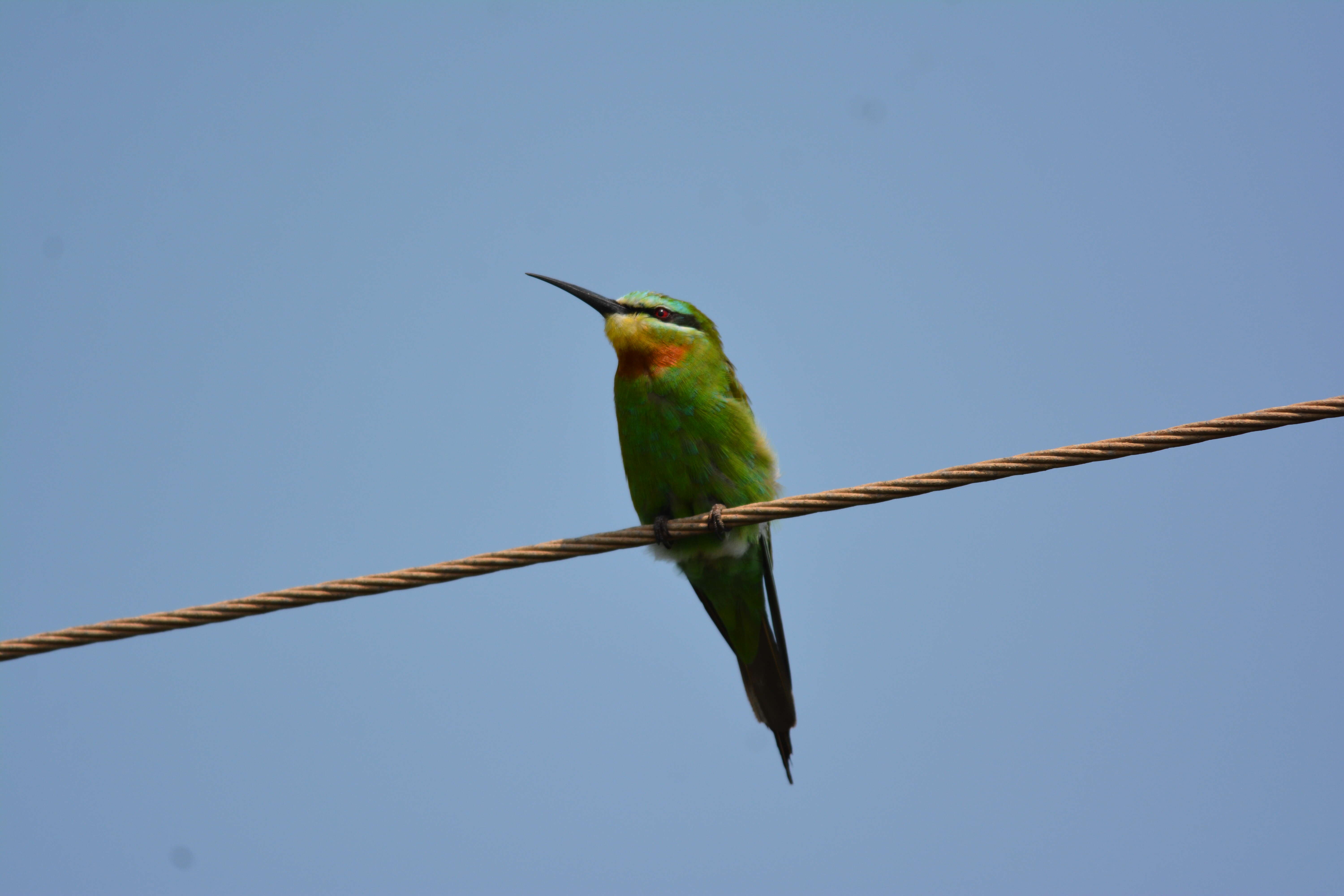 Image of Blue-cheeked Bee-eater