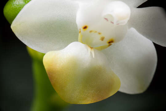 Image of Phalaenopsis lobbii (Rchb. fil.) H. R. Sweet