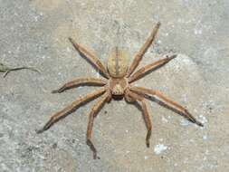 Image of Golden Huntsman Spiders