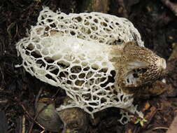 Image of Bridal veil stinkhorn