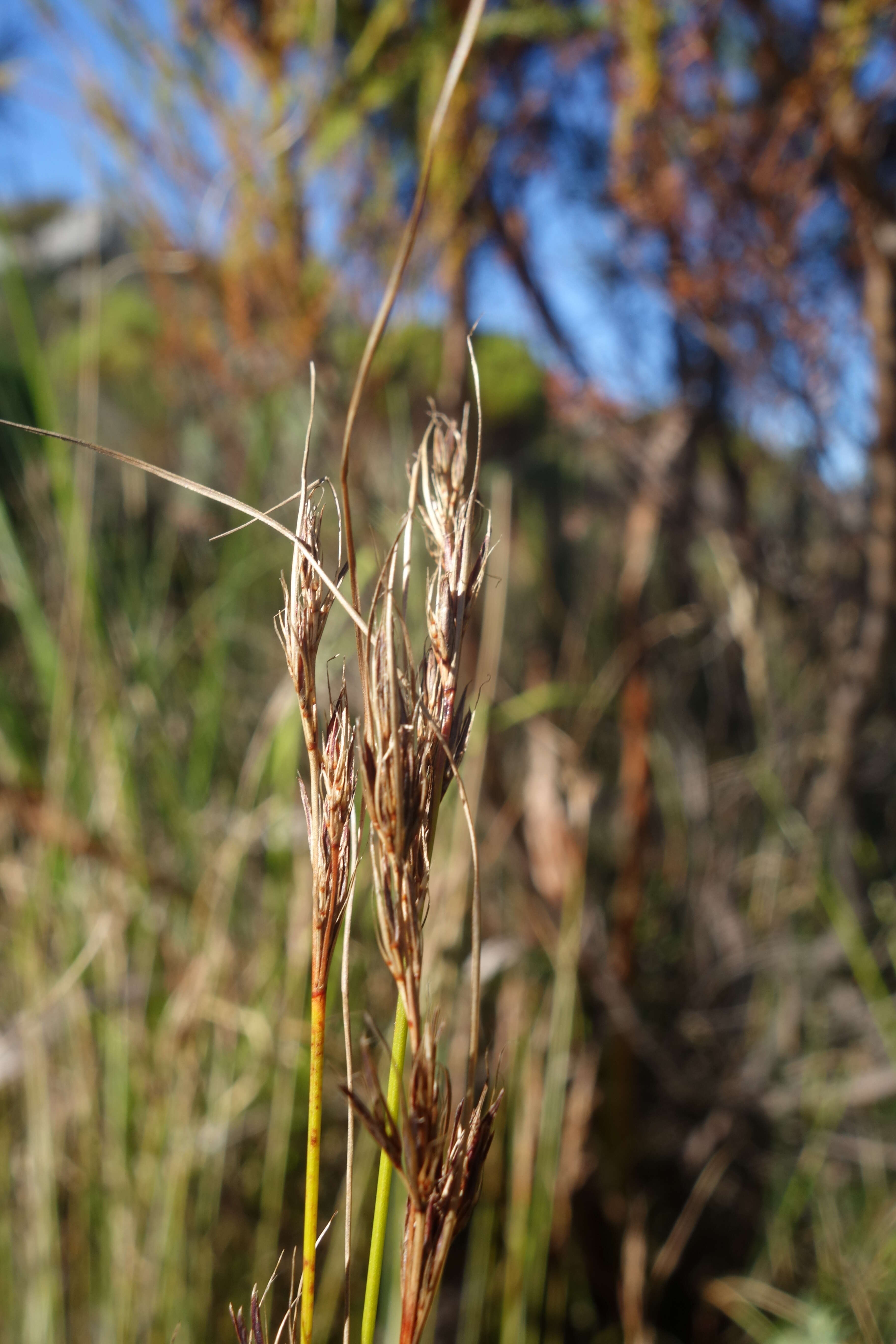 Imagem de Tetraria ligulata (Boeckeler) C. B. Clarke