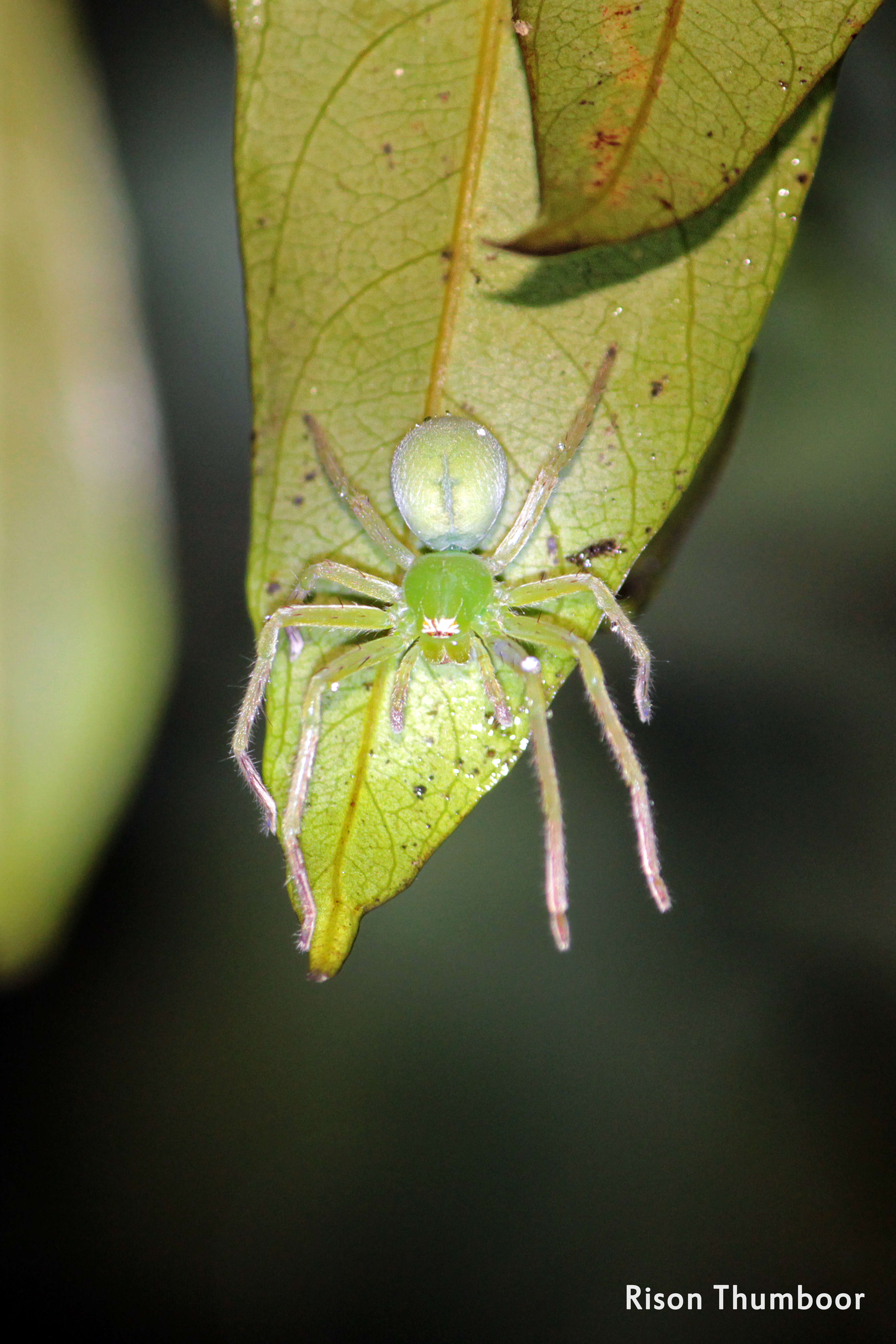 Image of Golden Huntsman Spiders