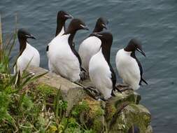 Image of Brünnich's Guillemot