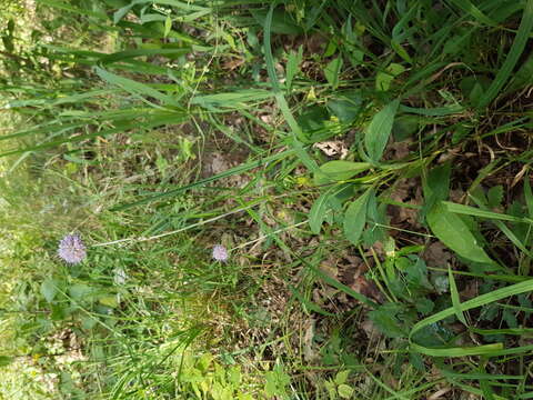 Image of Devil’s Bit Scabious