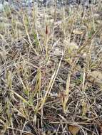 Image of stalked bur grass