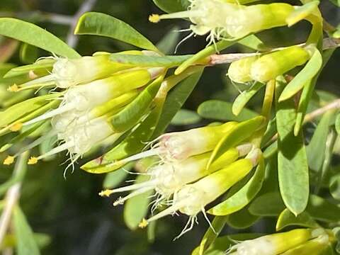 Image of Homoranthus binghiensis J. T. Hunter