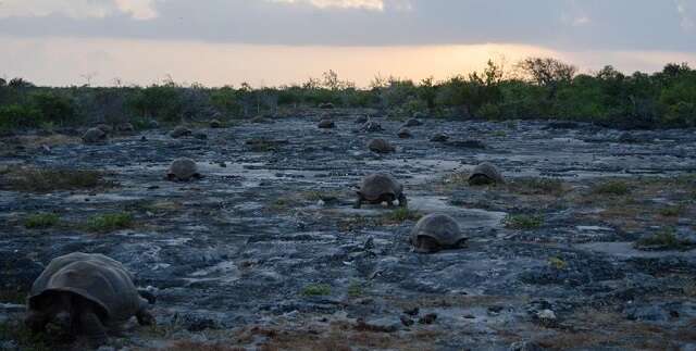 Imagem de Aldabrachelys