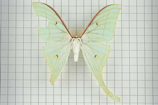 صورة Actias ningpoana Felder & C. 1862