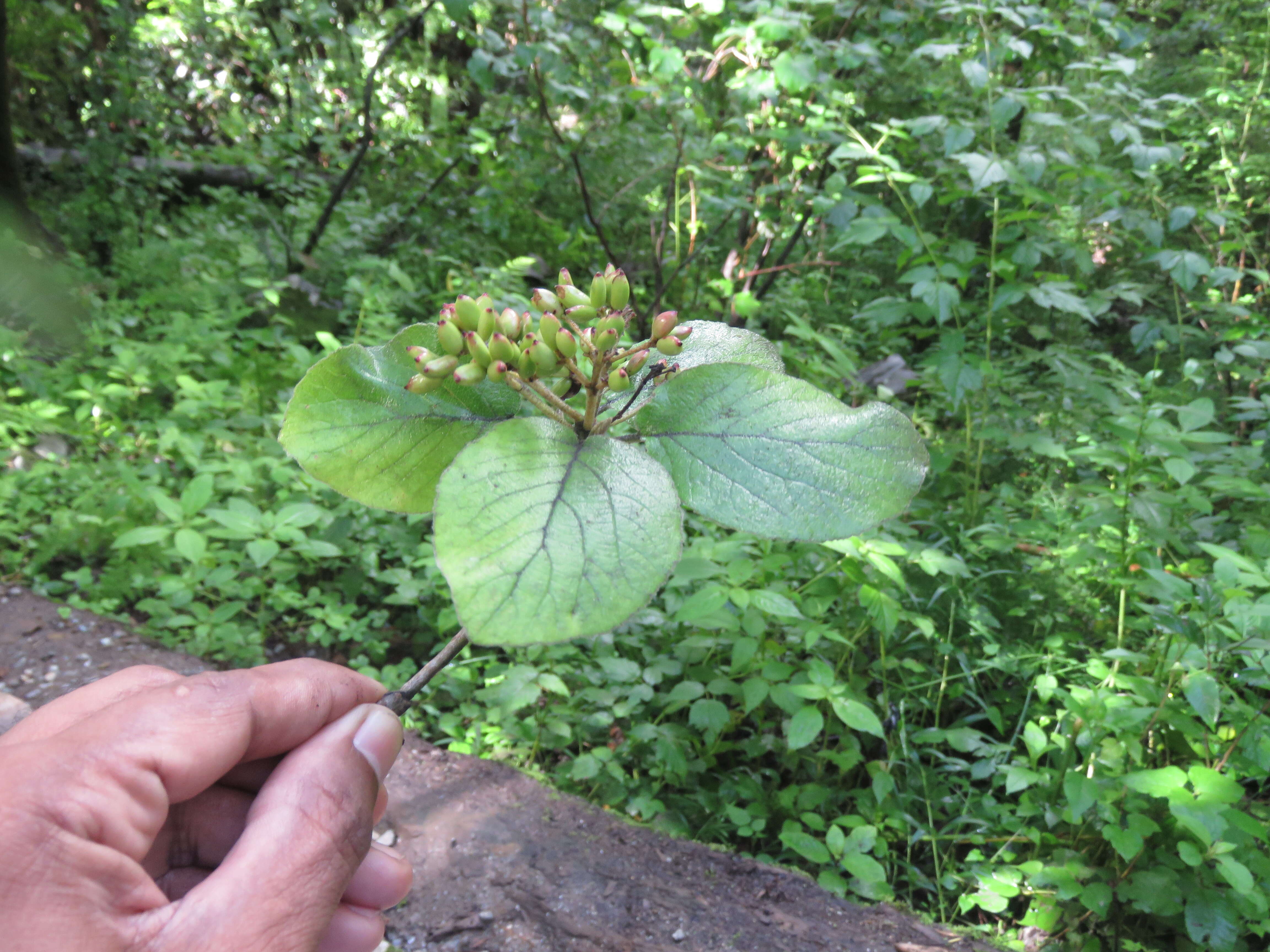 Image of Viburnum cotinifolium D. Don