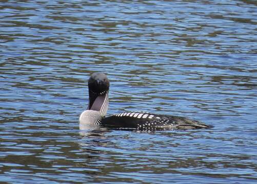 Image of Arctic Loon