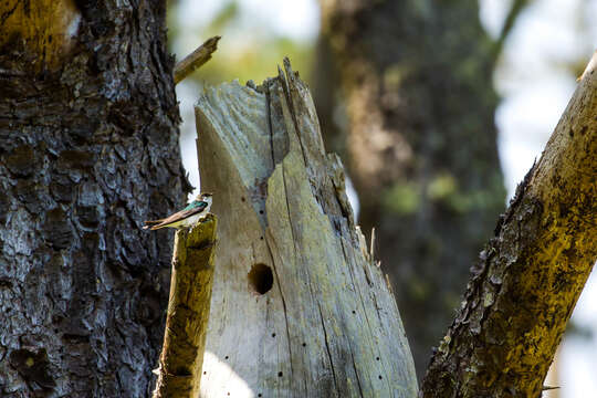 Image of Violet-green Swallow