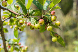 Image of Malus sargentii