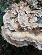 Image de Polypore géant