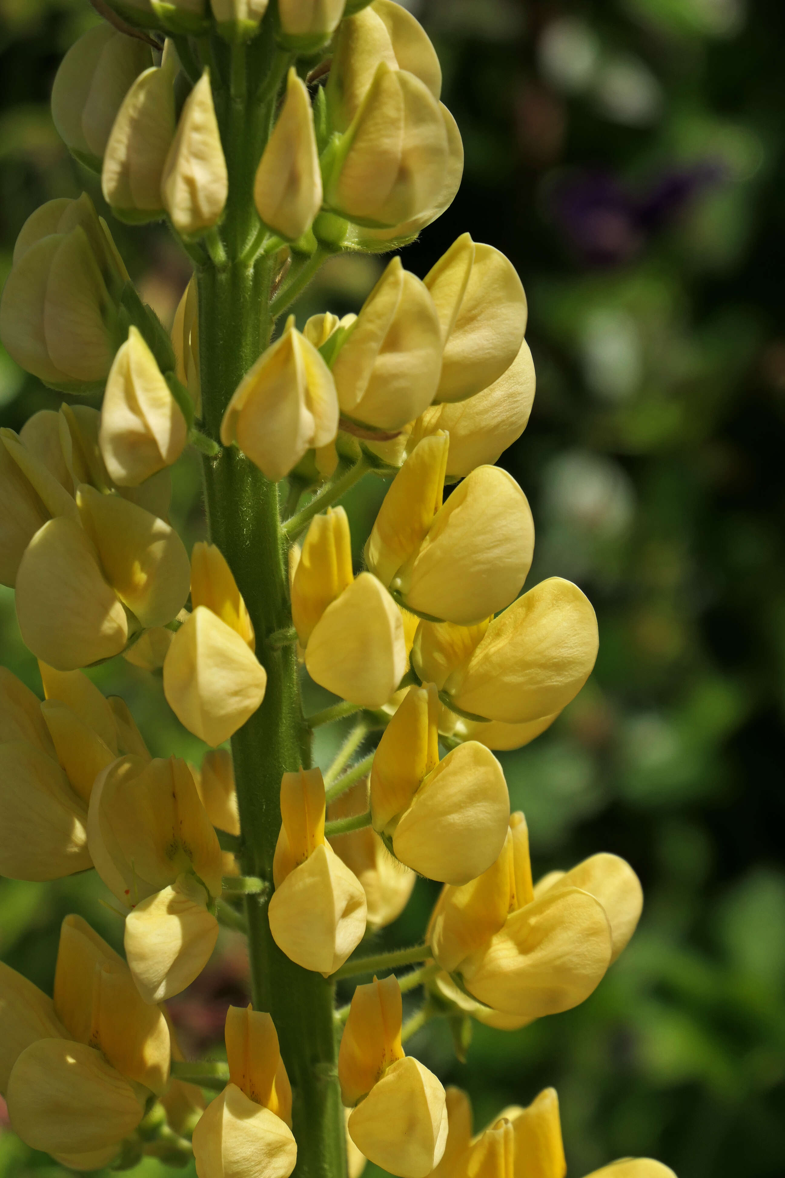 Image of European yellow lupine