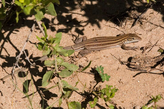 Image of Desert Grassland Whiptail