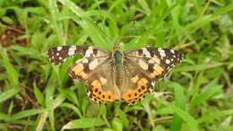 Plancia ëd Vanessa cardui