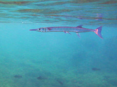 Image of Hound needlefish