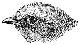 Image of Olive Manakin