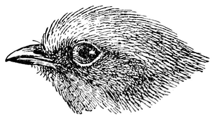 Image of Olive Manakin