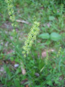 Image of Tofield's asphodel