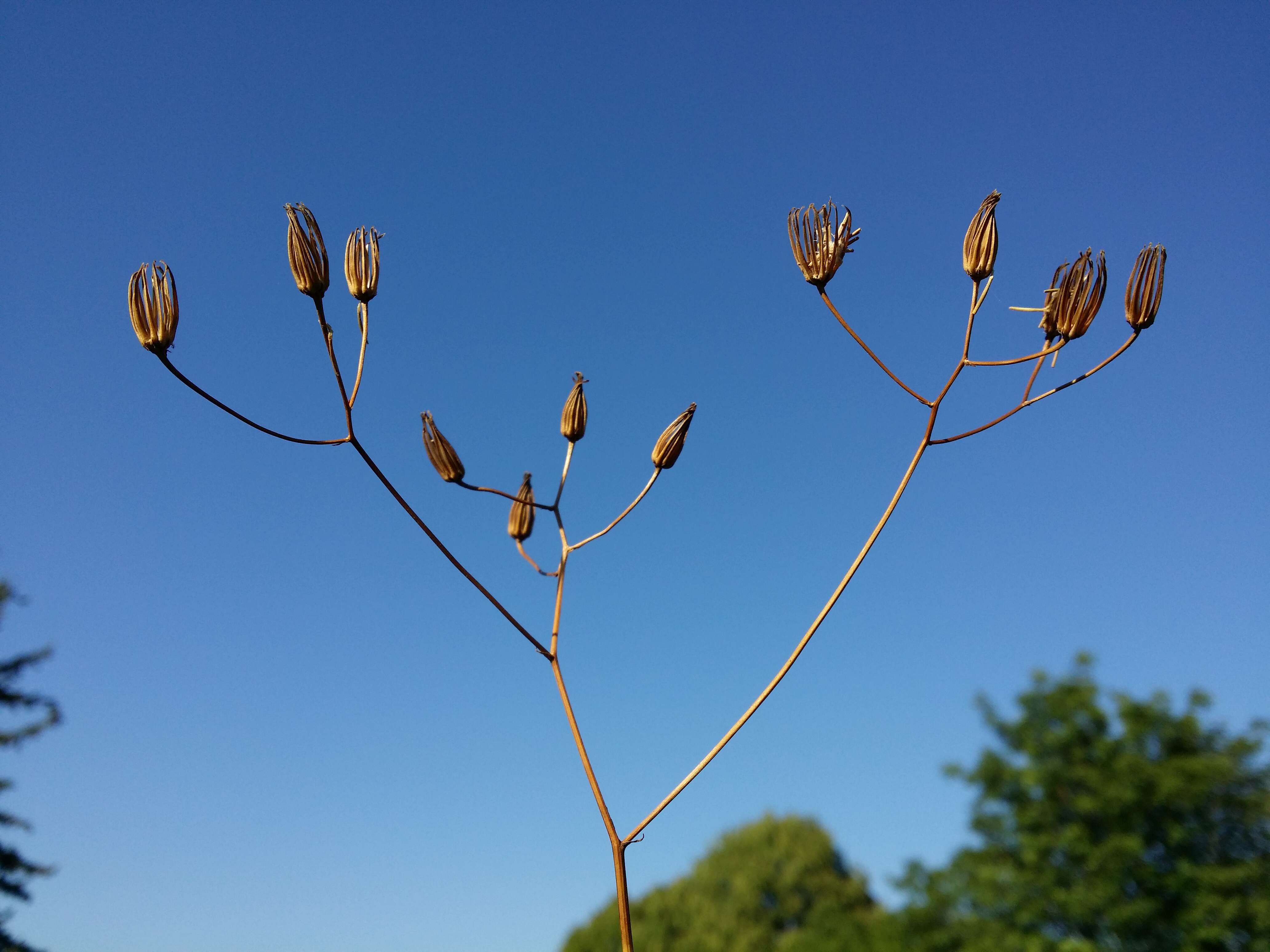 Image of smallflower hawksbeard