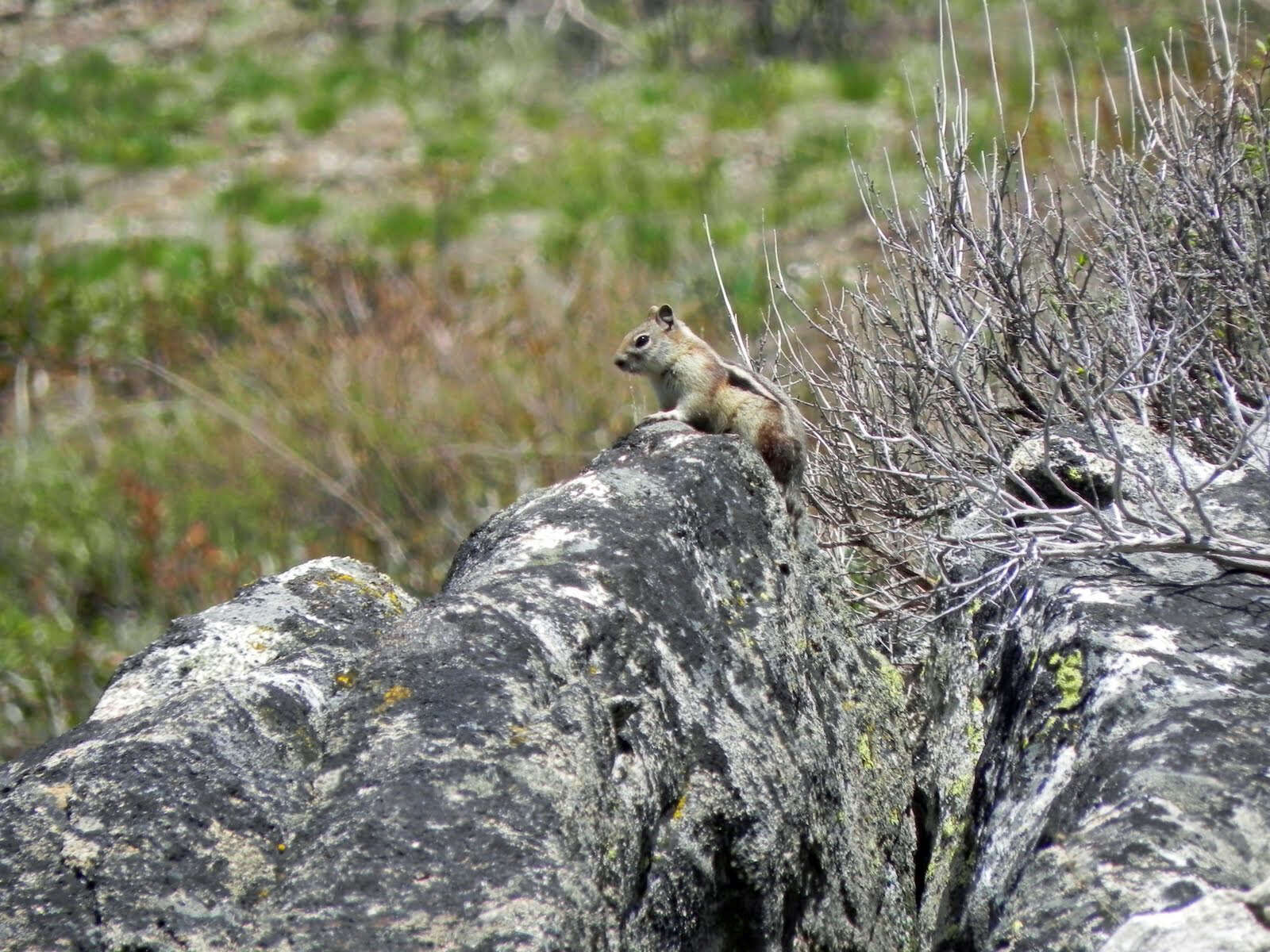 Callospermophilus Merriam 1897 resmi