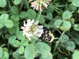 Image of Eastern Carpenter Bee