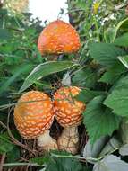 Image of Amanita muscaria var. formosa