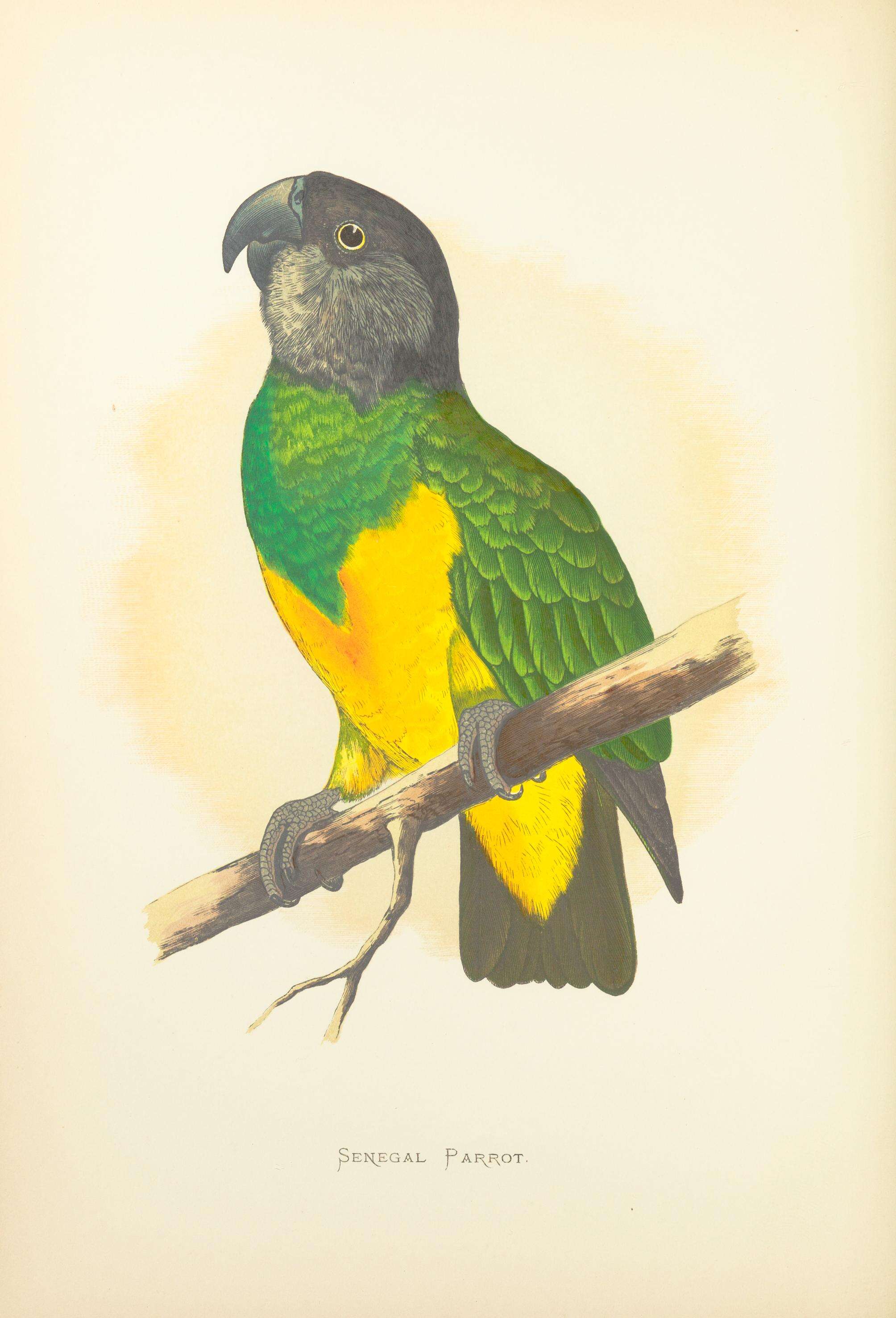 Image of Senegal Parrot