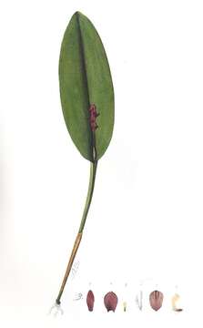 Imagem de Acianthera tristis (Barb. Rodr.) Pridgeon & M. W. Chase