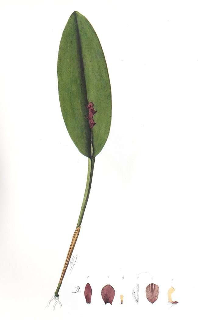 Image of Acianthera tristis (Barb. Rodr.) Pridgeon & M. W. Chase