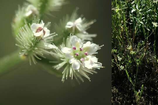 Imagem de Torilis leptophylla (L.) Rchb. fil.