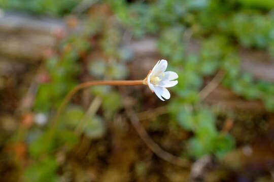 Image of Epilobium brunnescens (Cockayne) Raven & Engelhorn