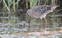 Image of Short-billed Dowitcher