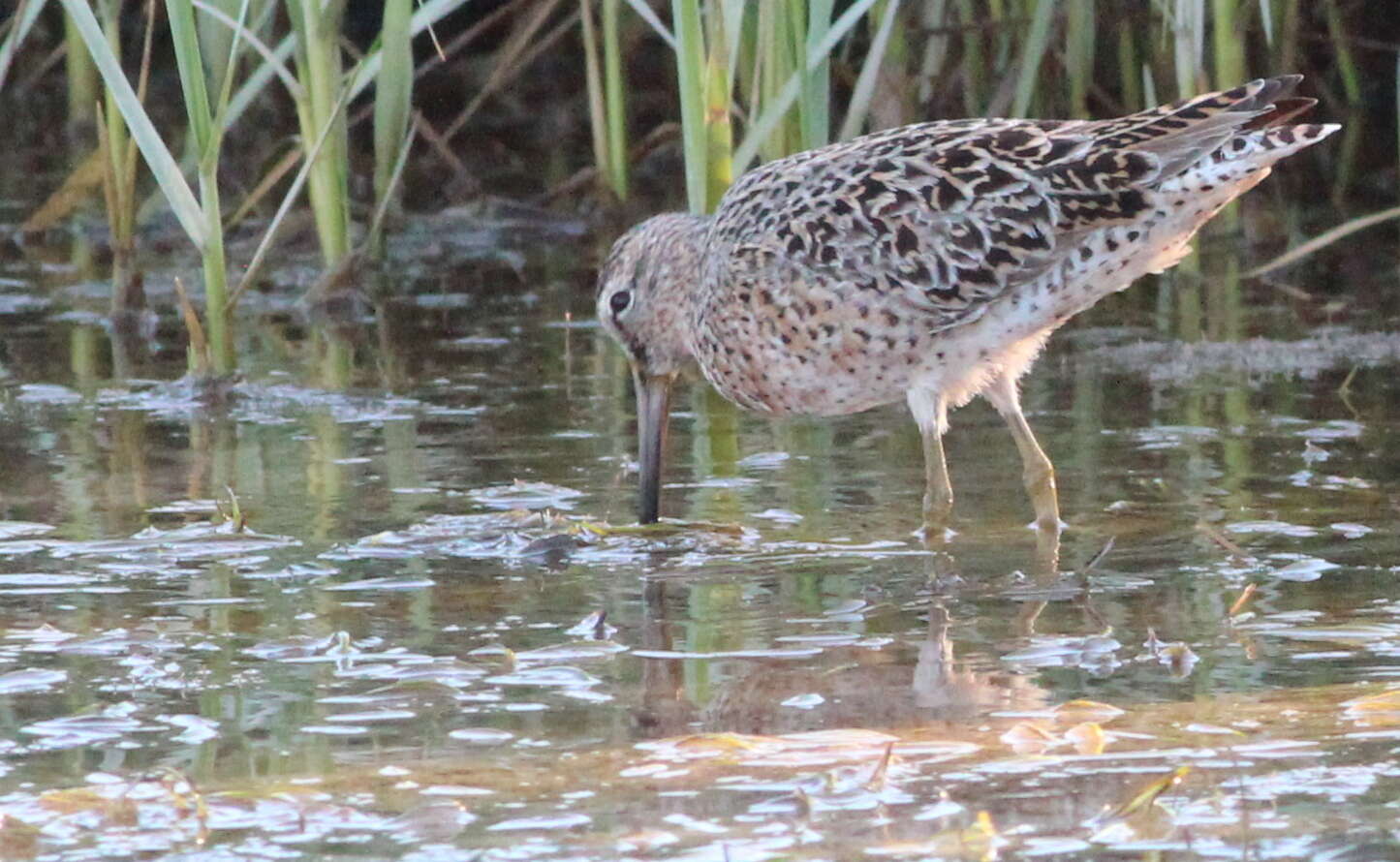 Image of Short-billed Dowitcher