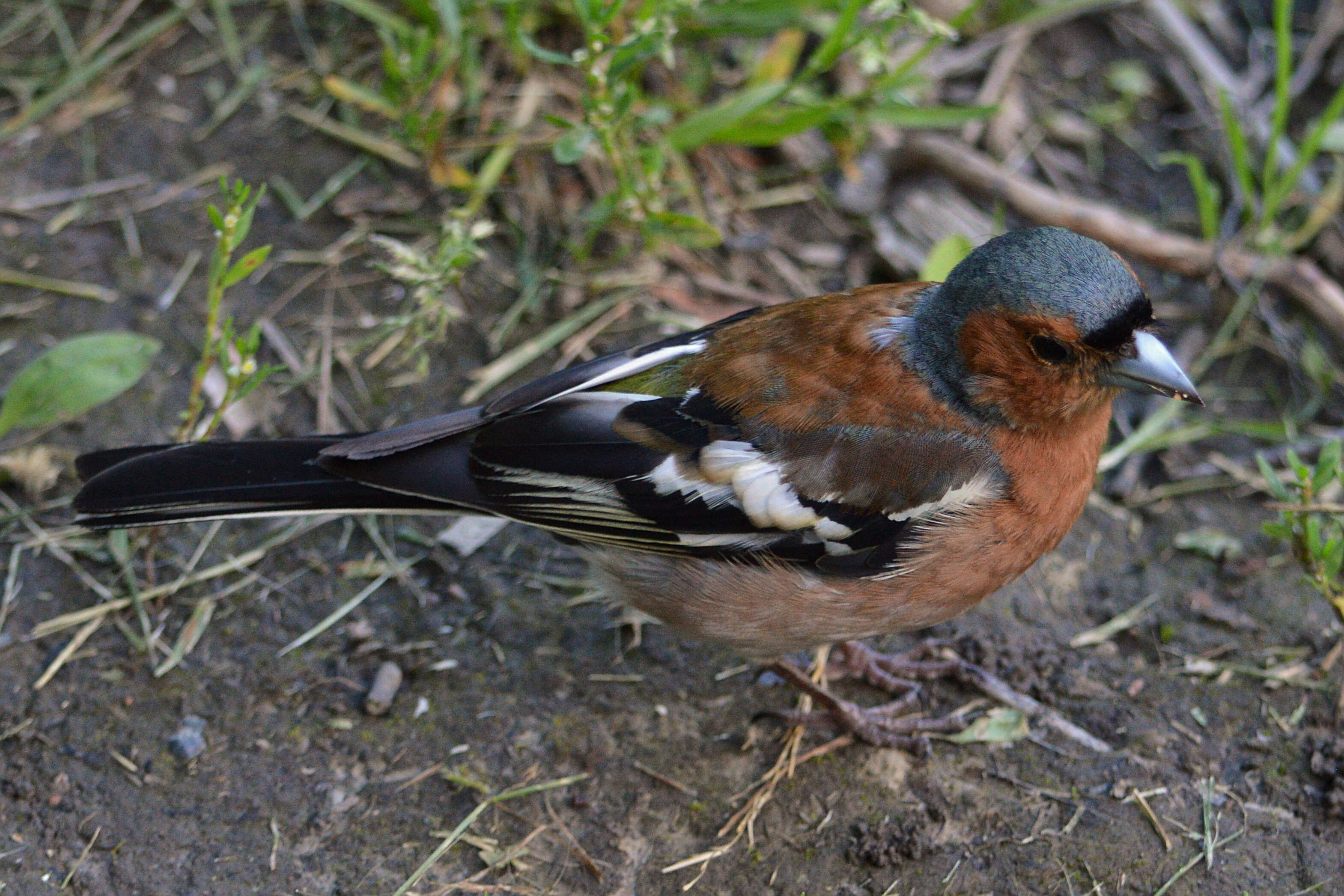 Image of Fringilla Linnaeus 1758