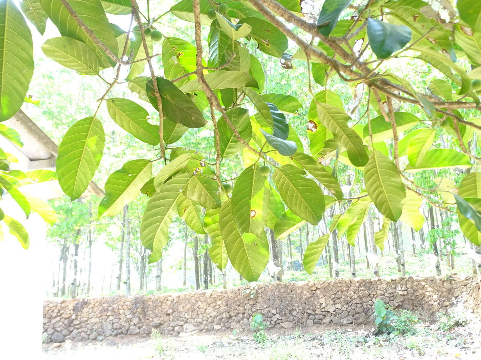 Image of Ficus callosa Willd.